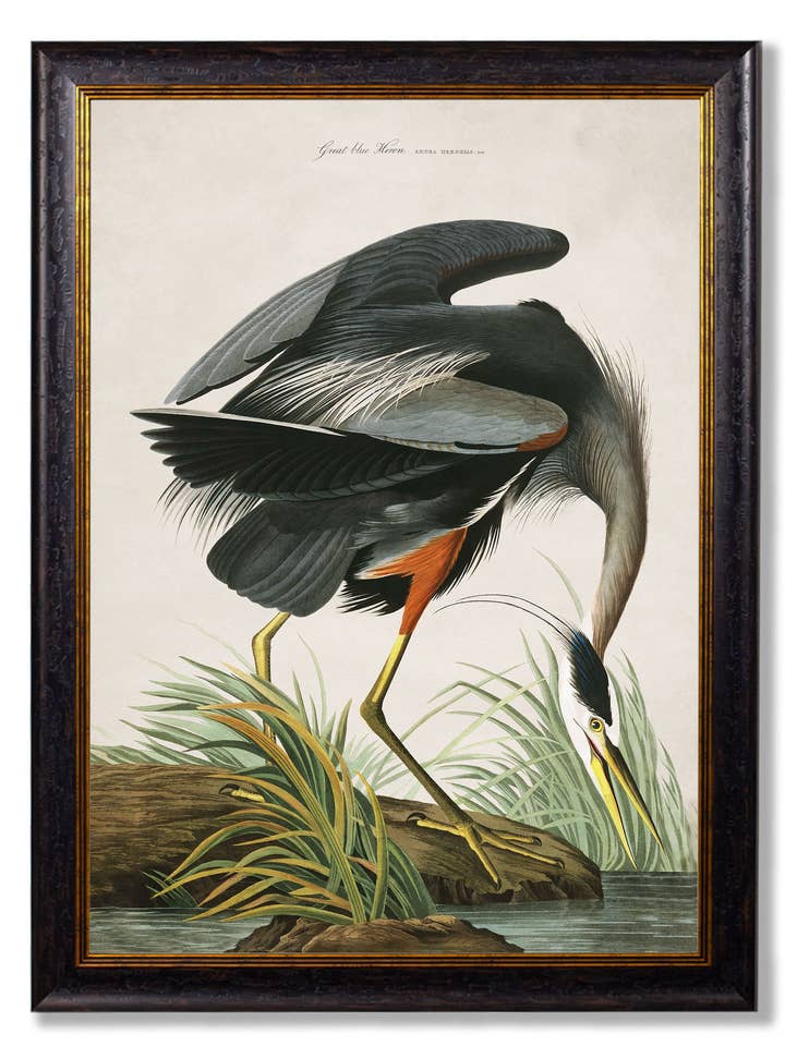 c.1838 Audubon's Great Blue Heron for wholesale by T A Interiors Wall Art & Mirrors