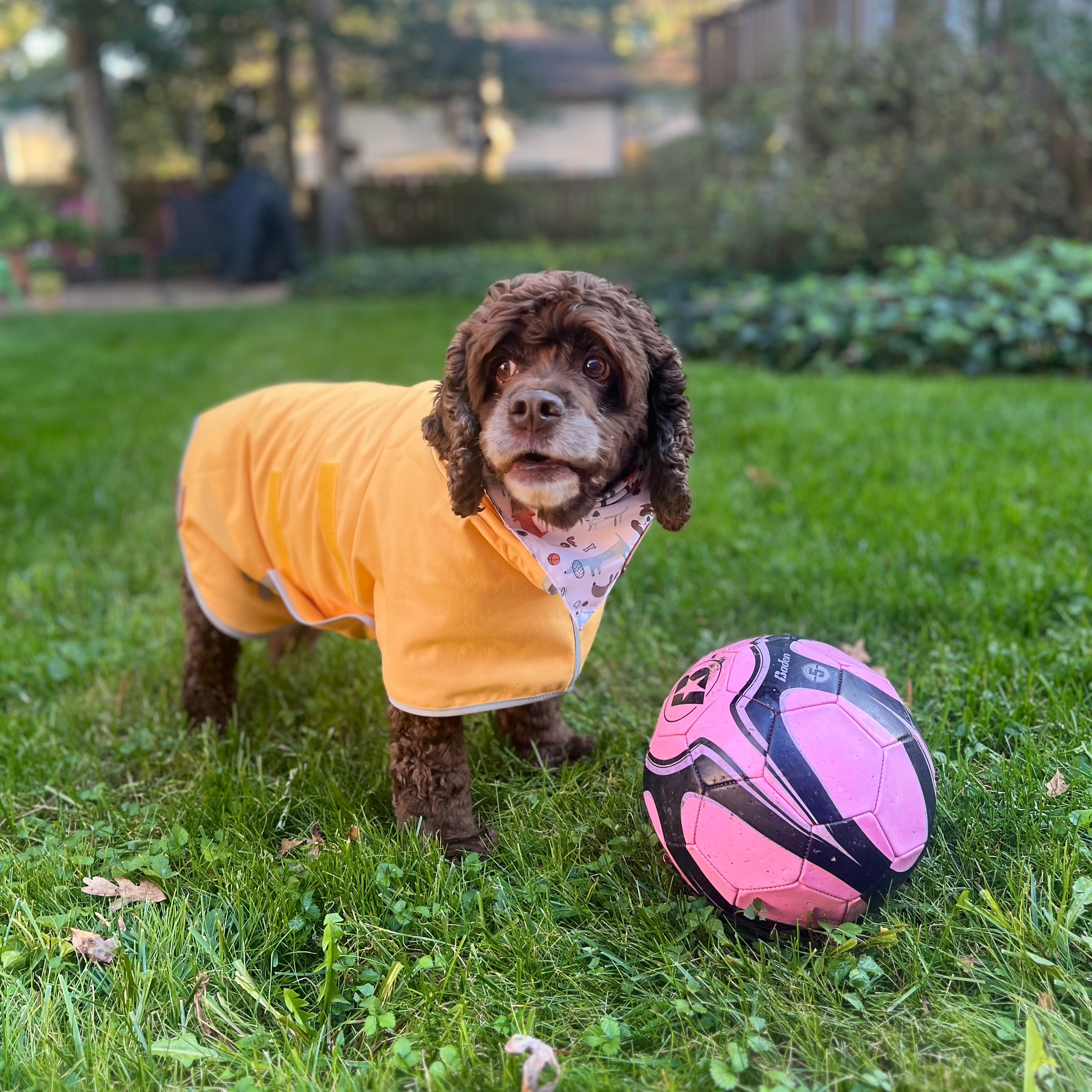 Pouty Paws - Wholesale Pet Towel - Dog - Super Absorbent Lightweight Dog Drying Robe8