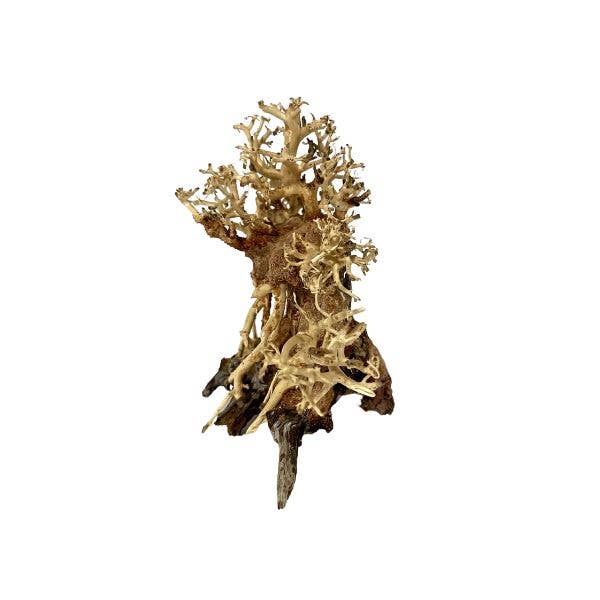 Wetplants - Wholesale Decorative Tabletop Object - Ocotopuswood Bonsai Tree Driftwood