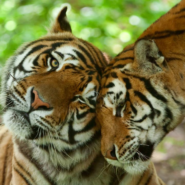 90210 Exotics - Vendita all'ingrosso Biglietti di auguri generici - Tigri del Bengala, biglietti di auguri con animali, tigri del Bengala, tigri