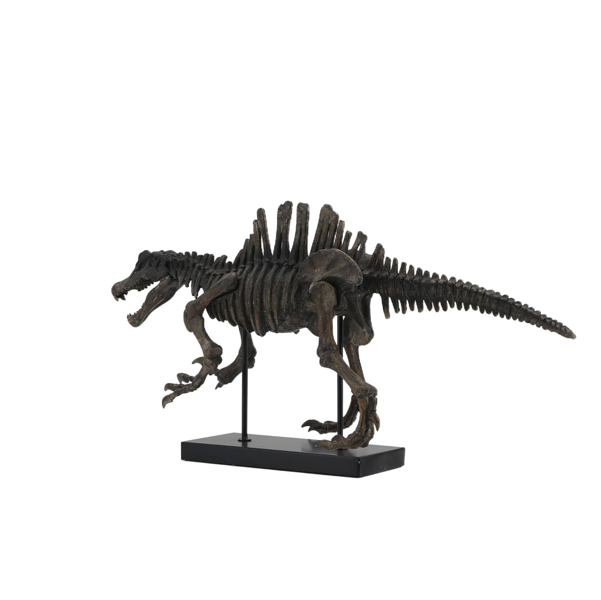 Modern World by Contrast Inc. – Großhandel Dekofigur – Spinosaurus-Dinosaurier-Fossil6
