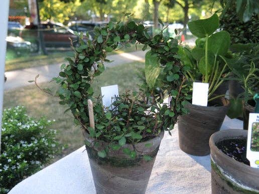 Sunrise Topiaries - Wholesale Live Plant - Live 5 inch woven Angel Vine Ring in 4 inch pot3