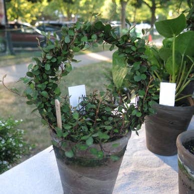 Sunrise Topiaries - Vente Plante - Bague Angel Vine tissée Live de 5 pouces dans un pot de 4 pouces3