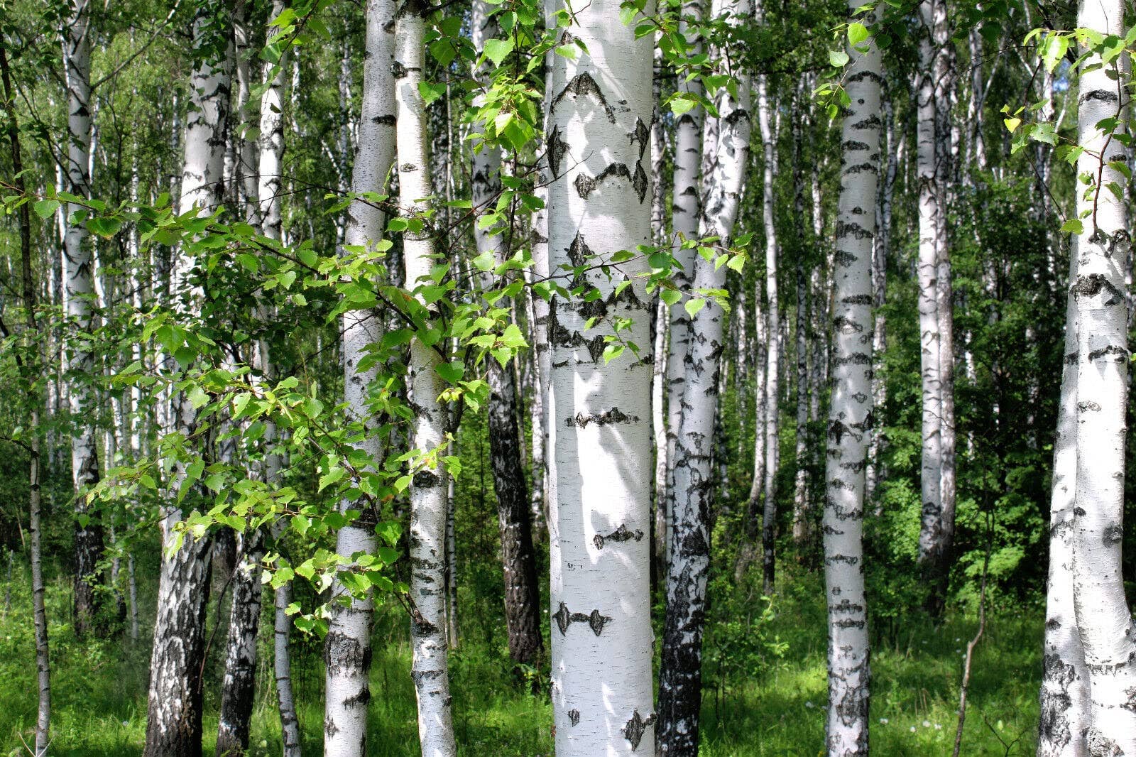 The Rike - Wholesale Plant Seeds - 3 pack x2000 Seeds White Paper Birch Seeds Betula papyrifera3