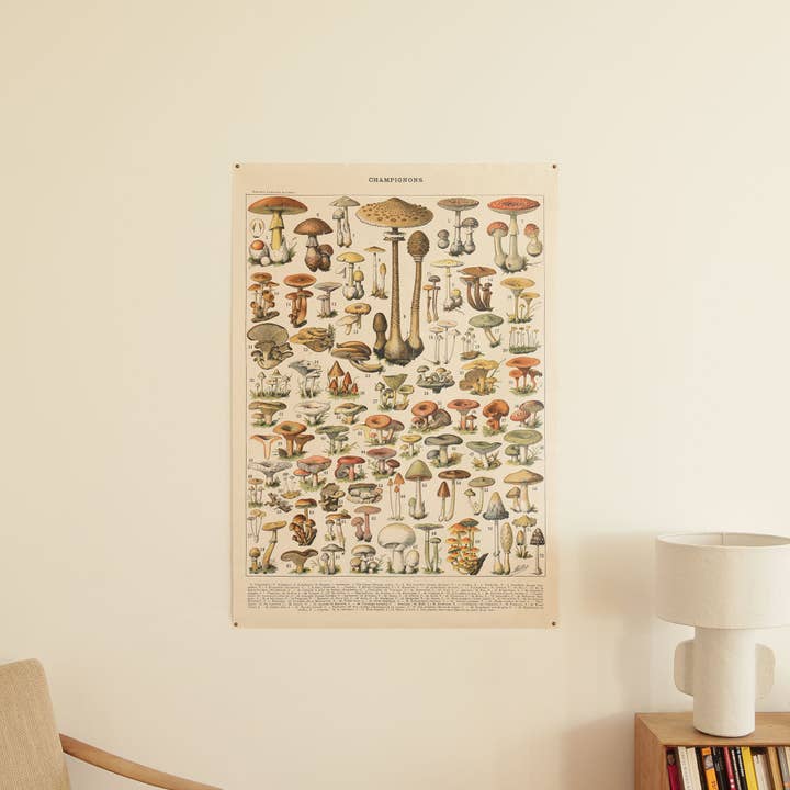 Aster Edition - Wholesale Canvas Art - Canvas: Mushrooms I1