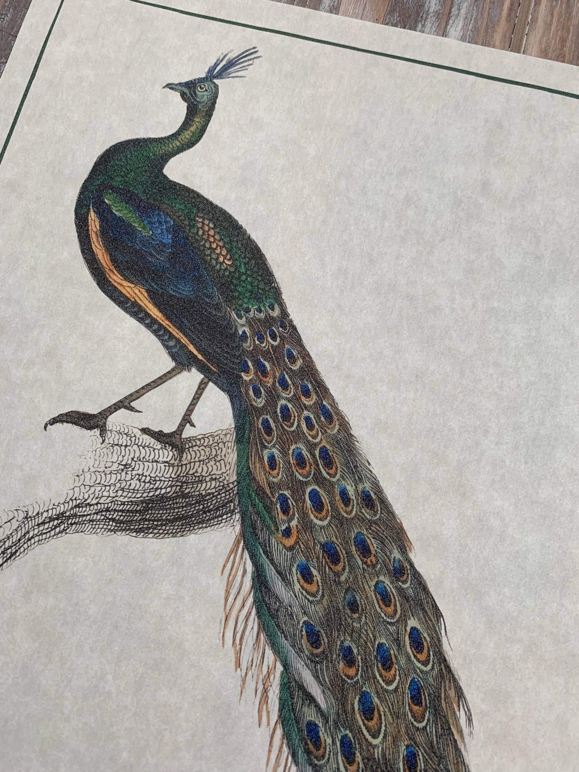 Magnifique Hearts – Großhandel Kunstdruck – Kunstdrucke im Vintage-Stil mit Pfauenmotiv Wanddekoration Pergamentpapier3