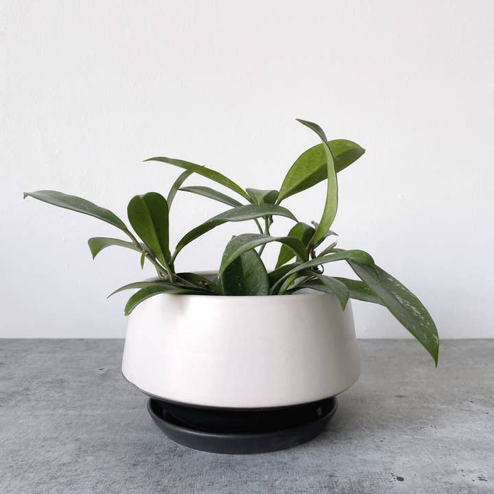 Little Fire Ceramics - Wholesale Plant Pot - Anna Bowl Planter