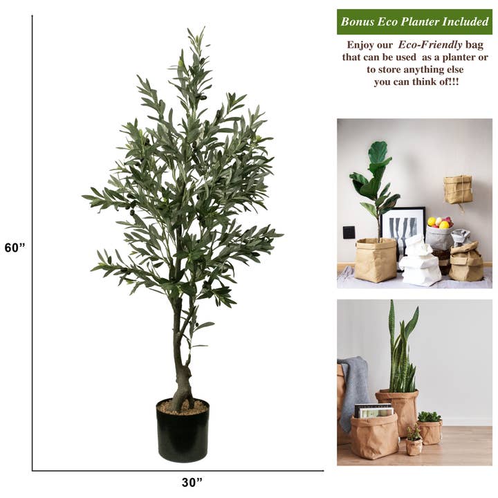MinxNY - Wholesale Plant (Non-Succulent) - Olive tree (30x30x60"H)3