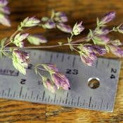 Lovejoy Farms Premium Dried Flowers - Wholesale Dried/Pressed Flowers - Santa Cruz Oregano