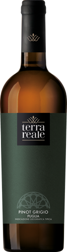 Cantine Giovine Sapori Andriesi S.r.l. - Wholesale White Wine - PINOT GRIGIO WINE0