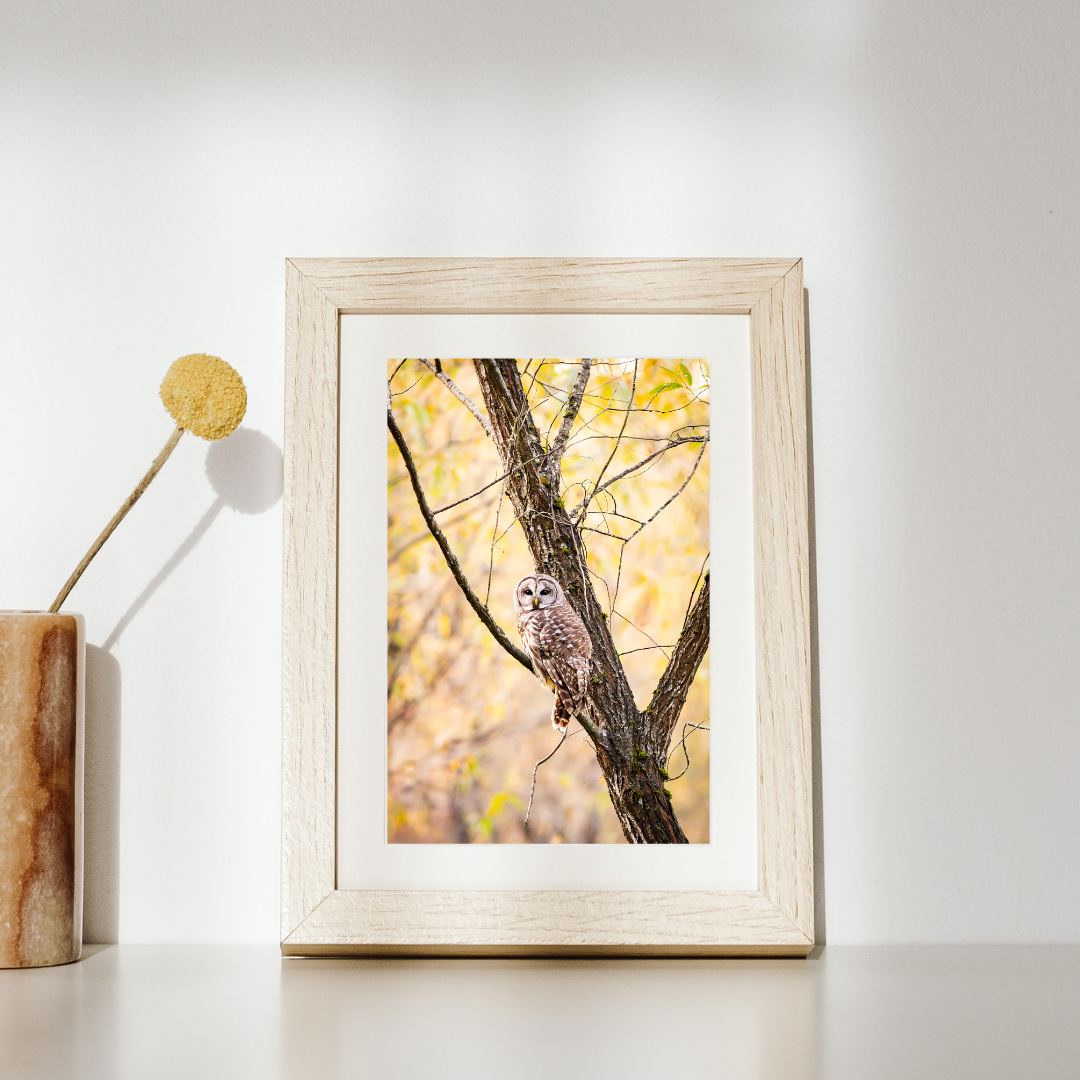 Andrea Morris Art - Wholesale Photograph - Photography Print "A Welcome Guest" • Owl, PNW, Fall, Oregon0