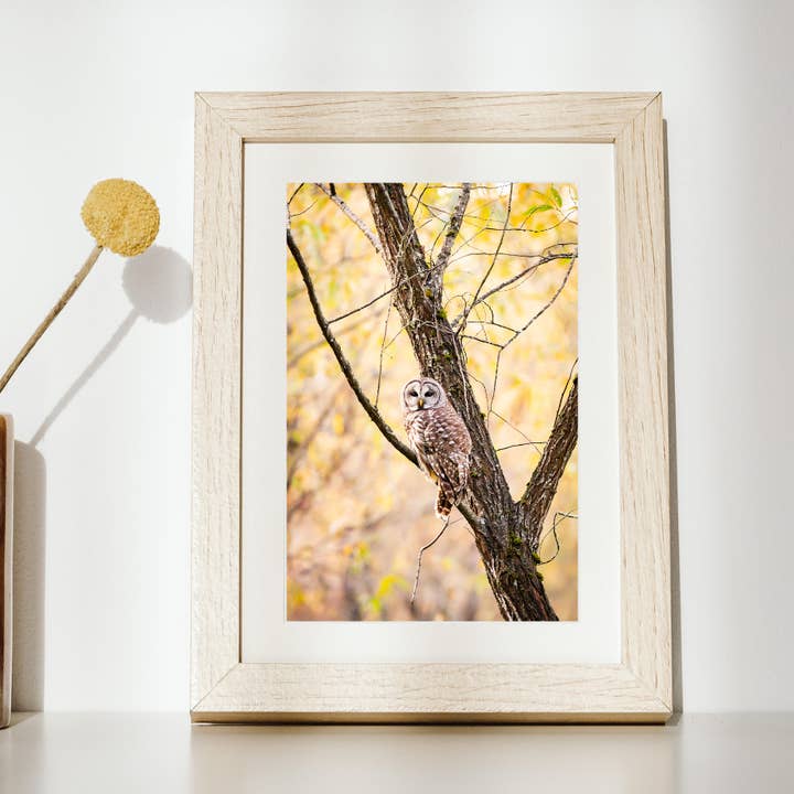 Andrea Morris Art - Wholesale Photograph - Photography Print "A Welcome Guest" • Owl, PNW, Fall, Oregon0