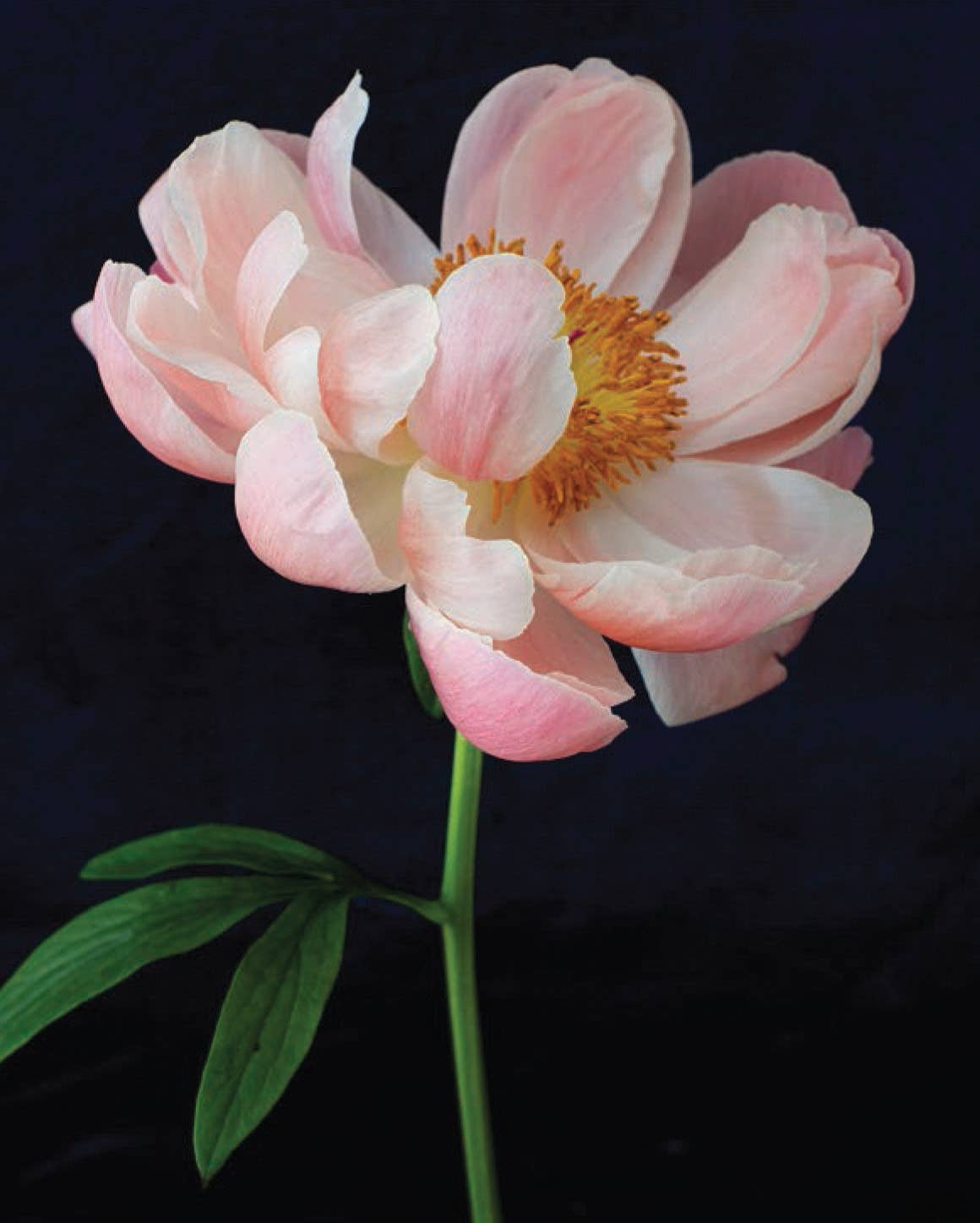 Chronicle Books - Wholesale Stationery/Notecard Set - Pretty Peonies3