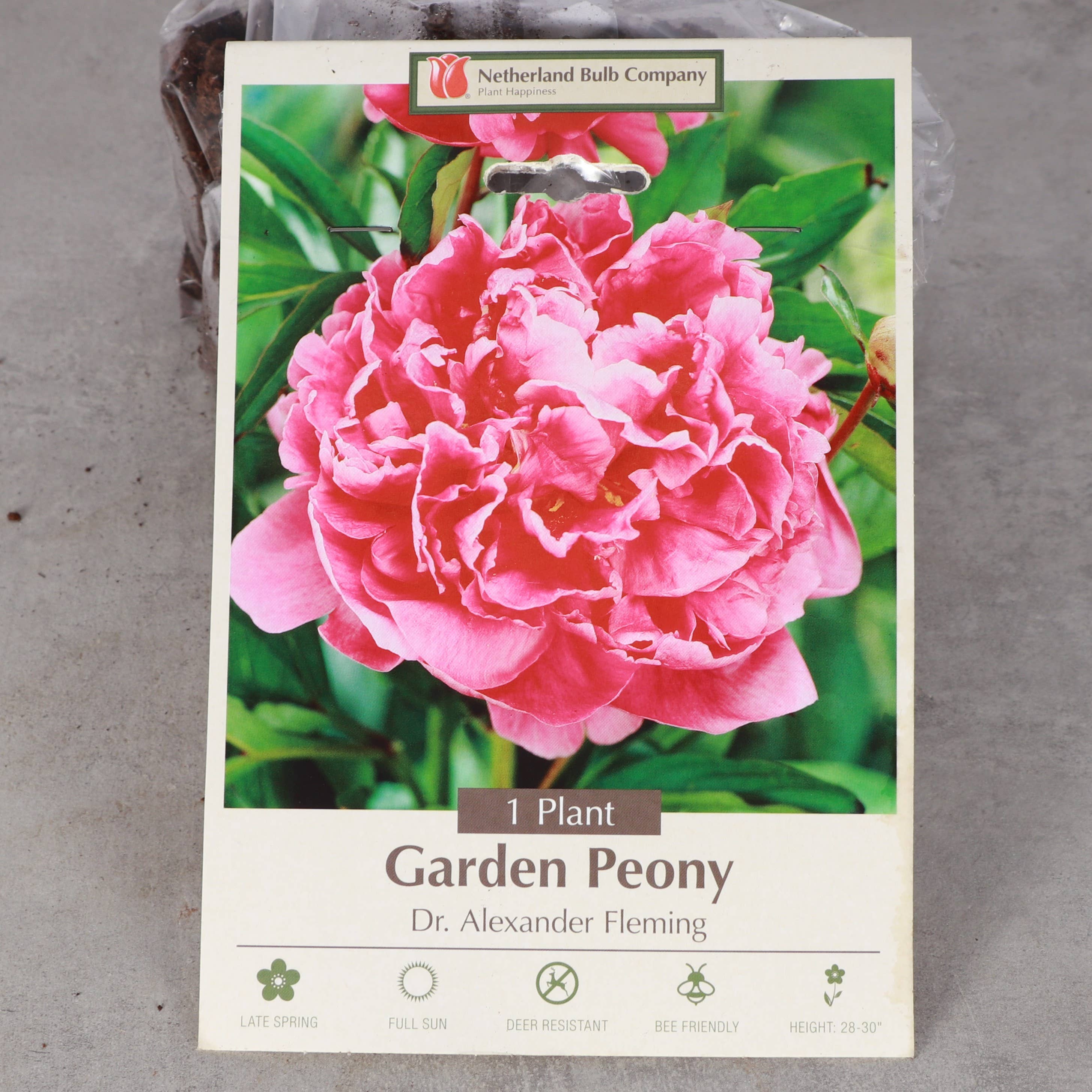 Thorsen's Greenhouse - Vente Plante - Bulbes de pivoines - Variétés multiples - Vivaces6