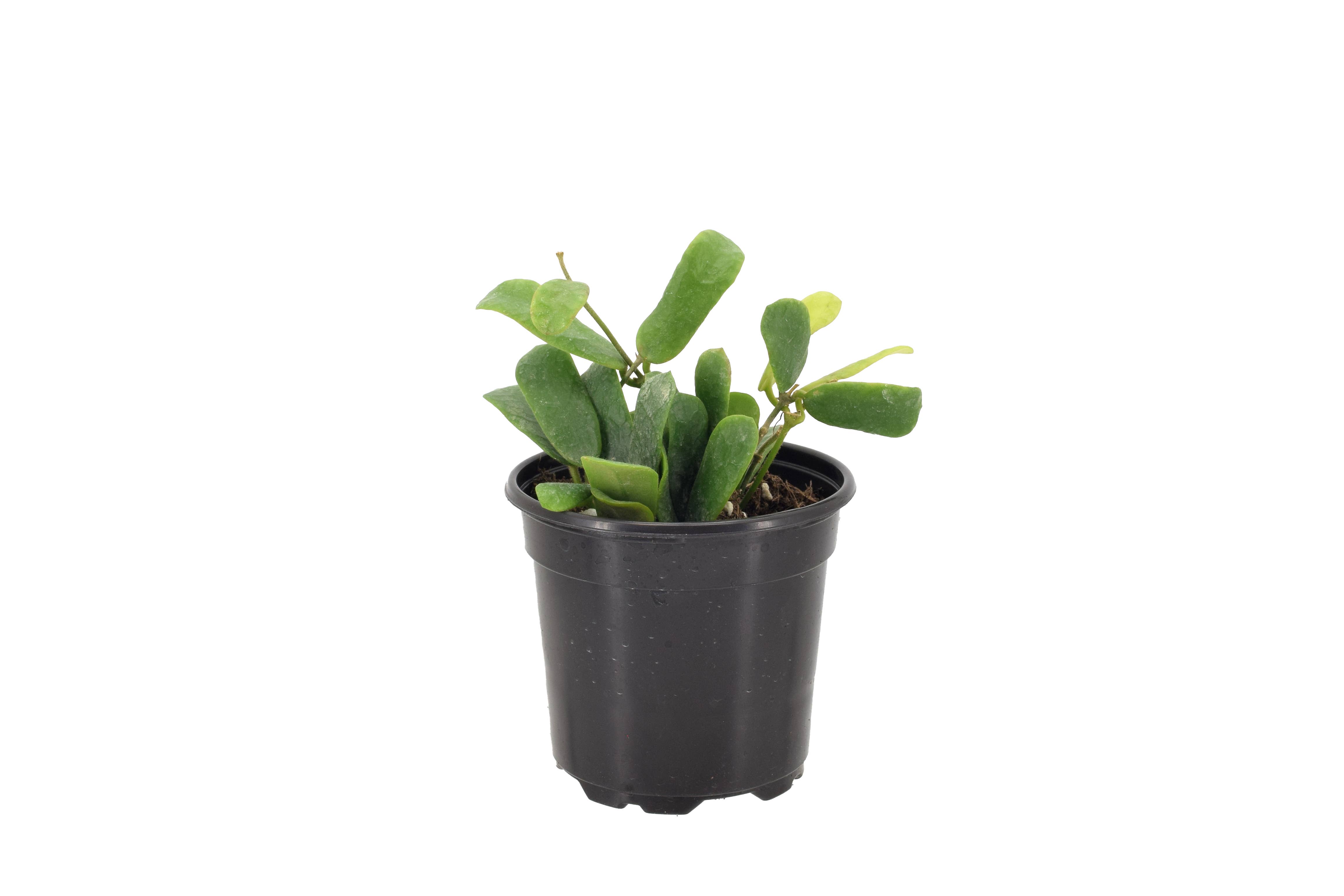 Arcadia Garden Products - Wholesale Live Plant - Hoya Rotundafolia 4 inch Grower Pot
