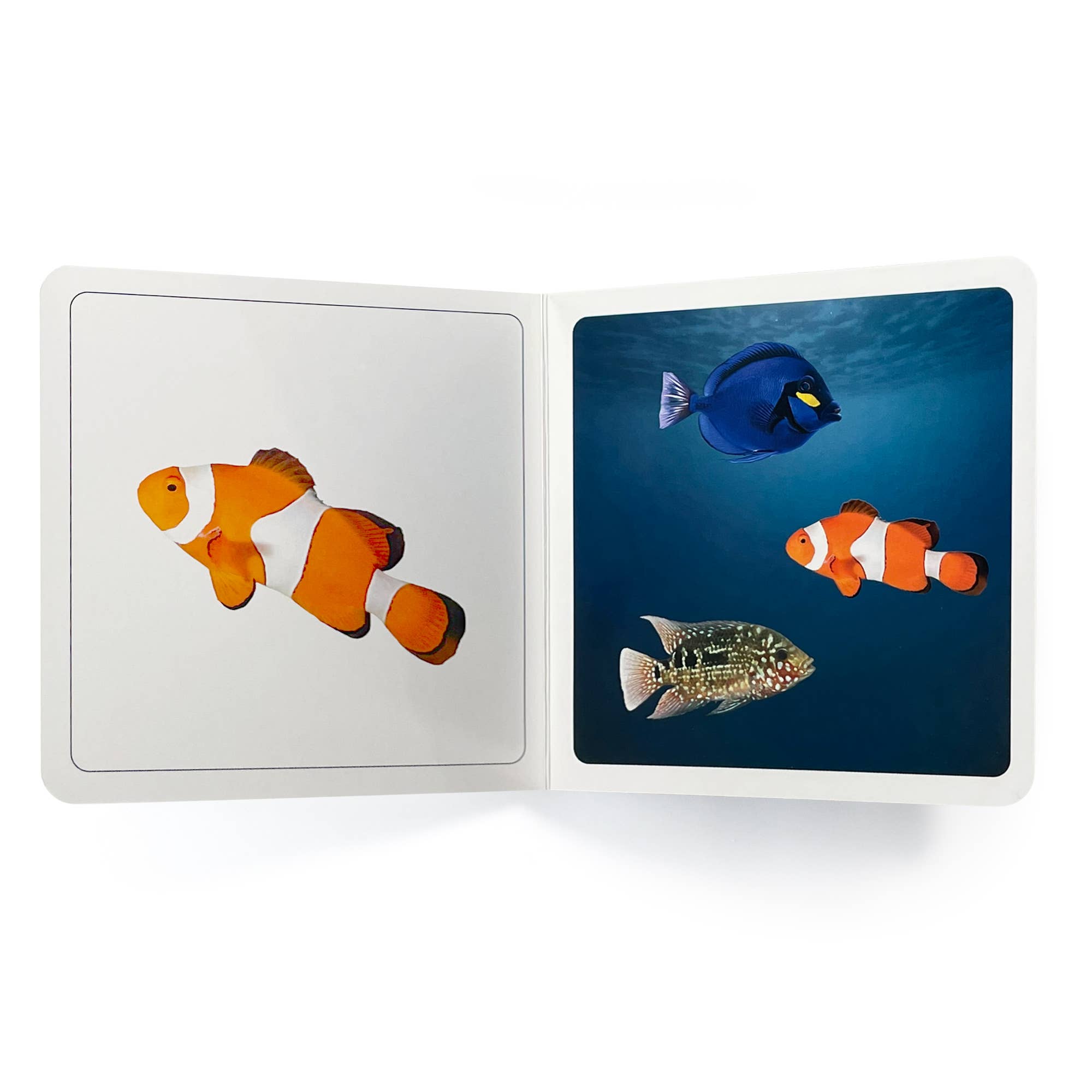 Nowordbooks - Wholesale Baby & Toddler Book (0-2) - Where Are the Fish? - Wordless Photo Book NWB0571