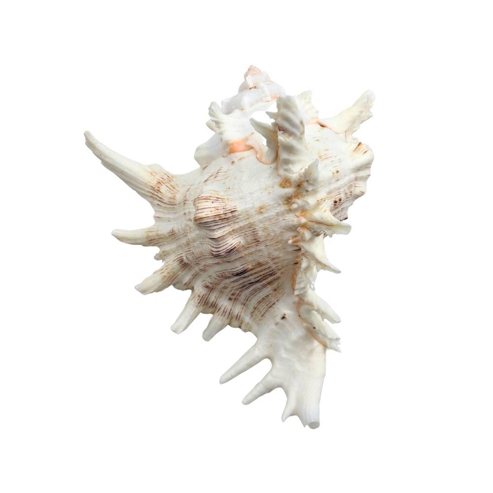 Earths Elements Wholesale - Wholesale Decorative Tabletop Object - Ramose Murex3