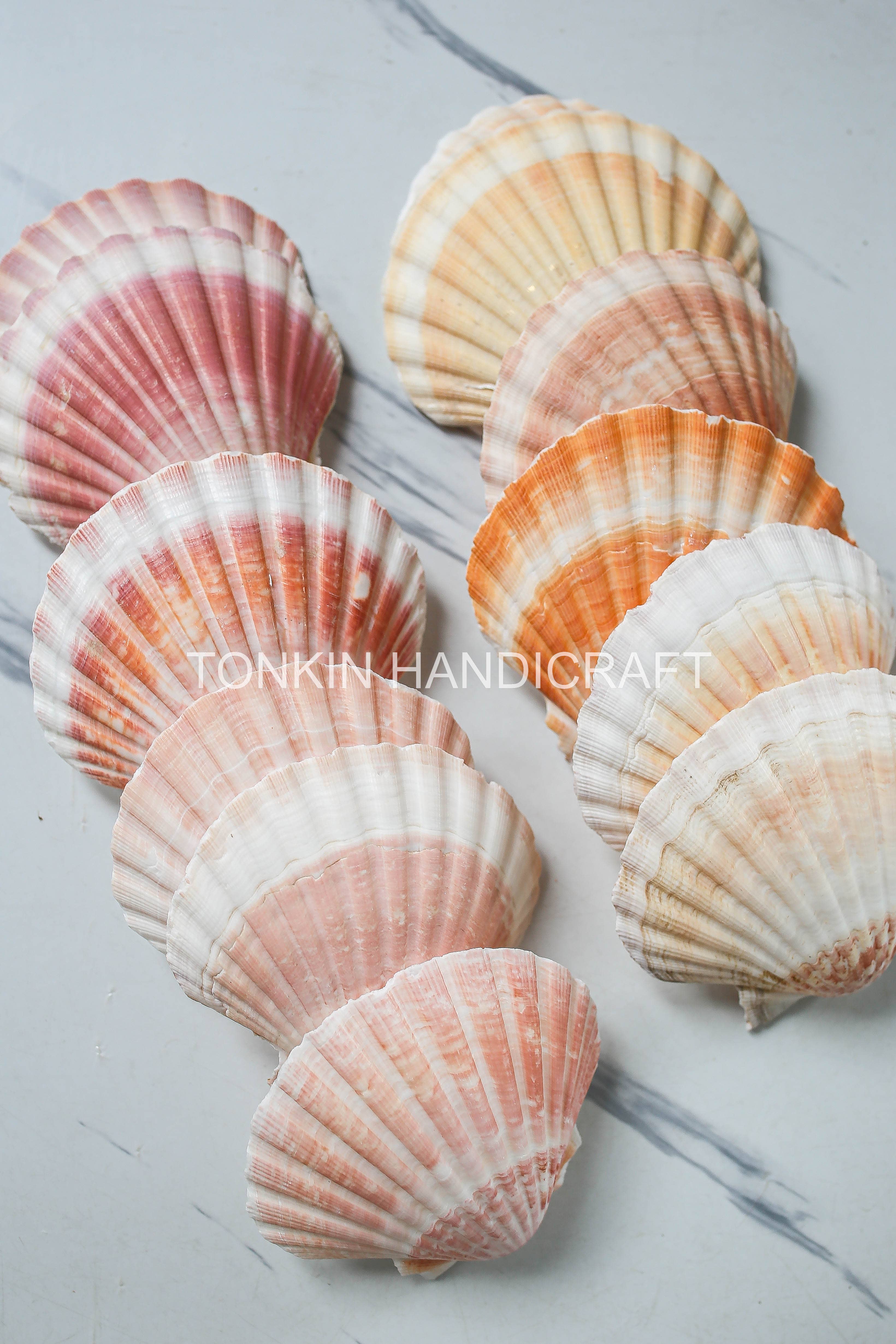 Tonkin Handicraft - Wholesale Decorative Tabletop Object - Bulk Large Reel Scallop Shells5