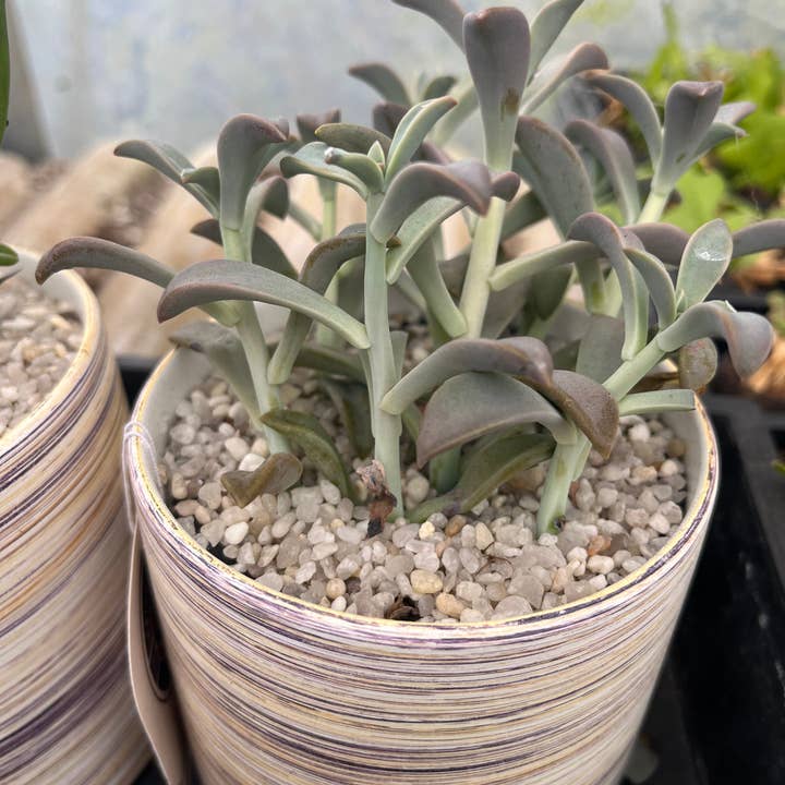 Succulents & Such, Inc. - Wholesale Live Plant - 4” Philodendron Heart Assortment5