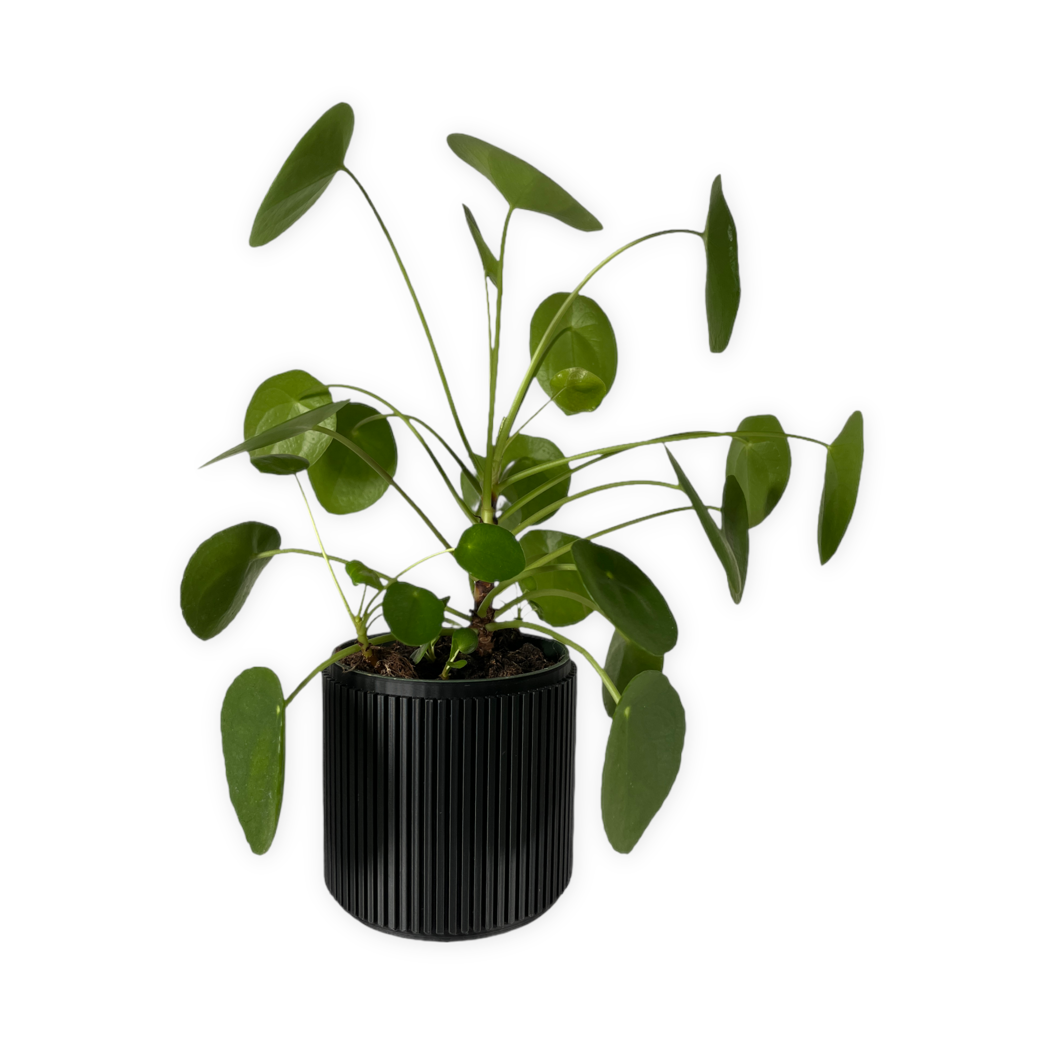 Leafprints.3d - Wholesale Plant Pot - The Willow – 4 Inch Cover Pot (No Drainage)0