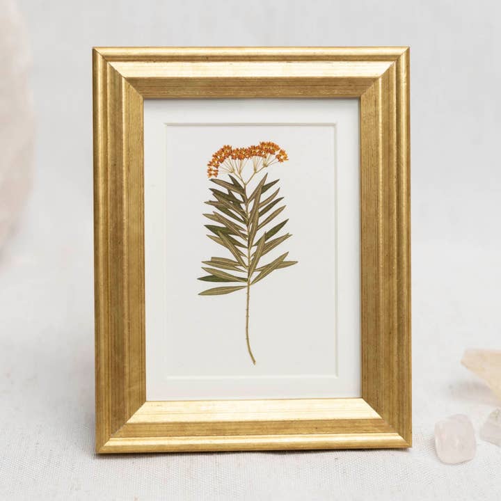 Pressed Flower Framed Mini Print - "Milkweed Moment" for wholesale by Hope Steinle Pressed Flower Art
