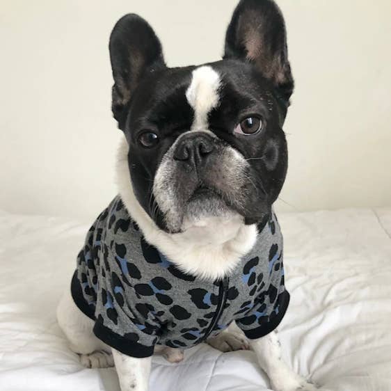 Zip Up Jacket - Leopard Blue for wholesale by BOSSPUP