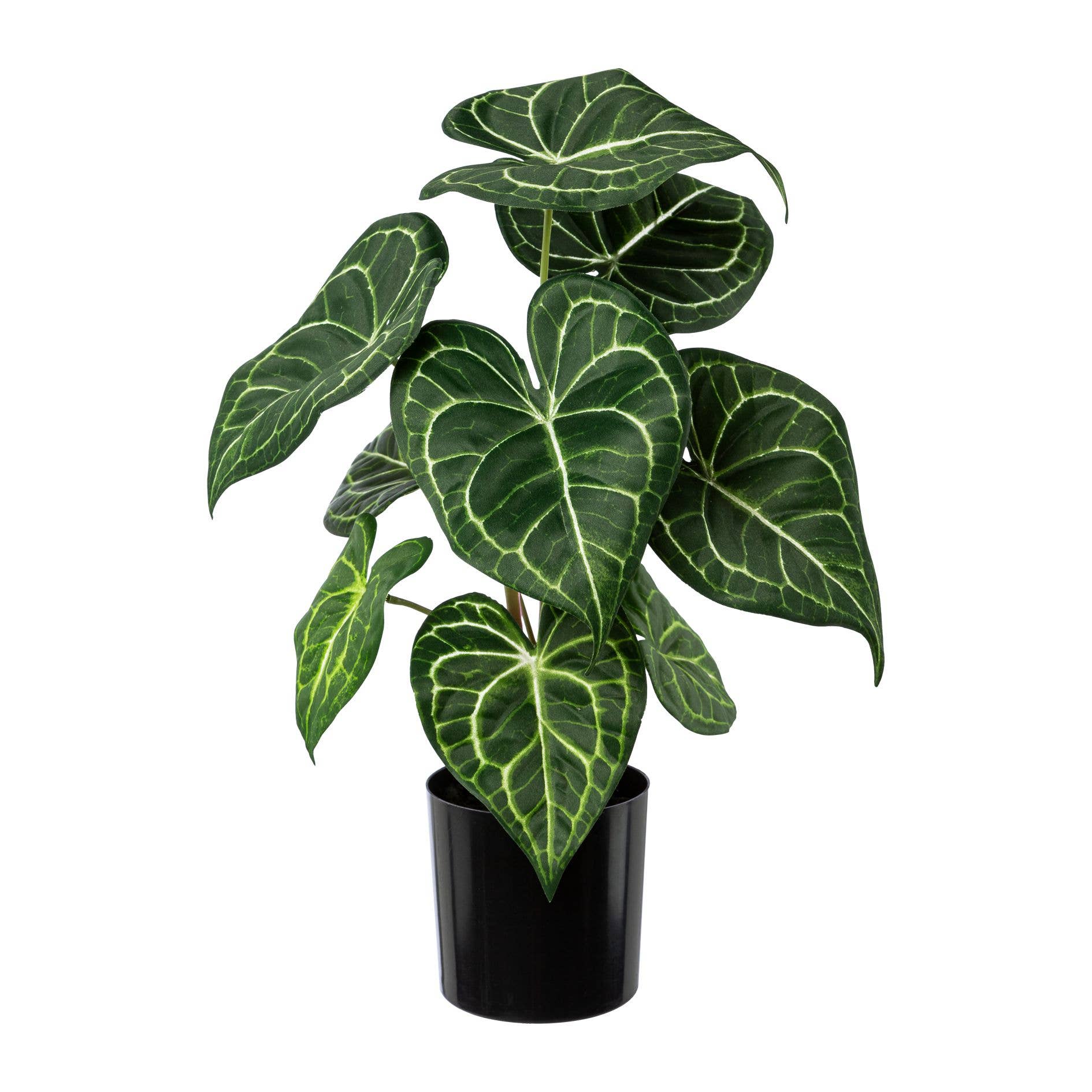 GASPER GmbH - Wholesale Live Plant - Anthurium plant in pot, 37 cm0