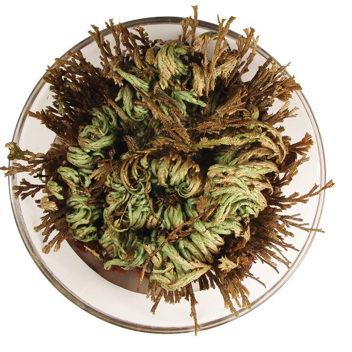 Silver Circle Products - Wholesale Plant Seeds - Dinosaur Plant