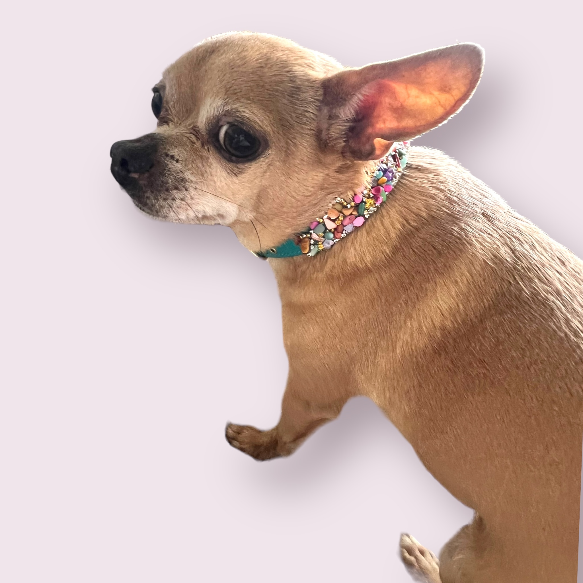 Bark Fifth Avenue – wholesale Pet collar – Dog – The Kelvin- Dog Collar6