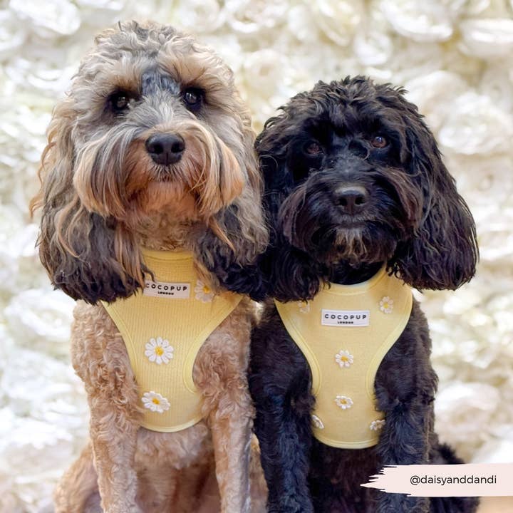 Cocopup London - Wholesale Pet Harness - Dog - Buttercup Pup Adjustable Neck HARNESS25