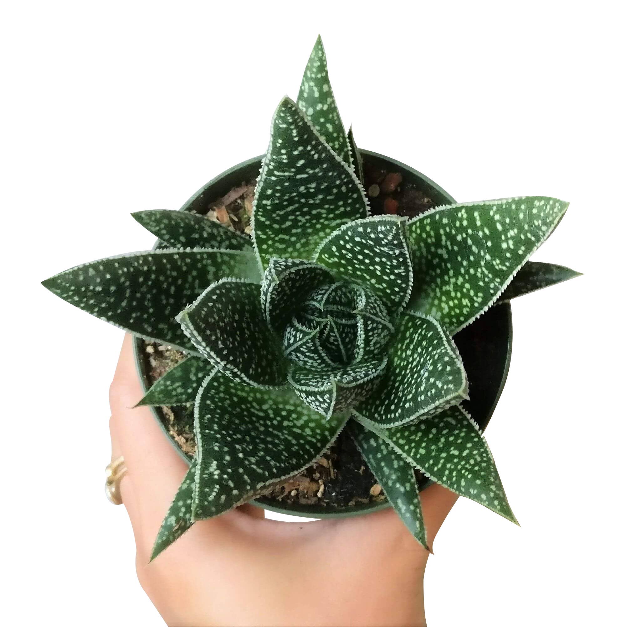 Best Plant Friend - Wholesale Succulent - Gasteria Flow Spike Aloe 2in/4in - Unique Shaped Succulent5