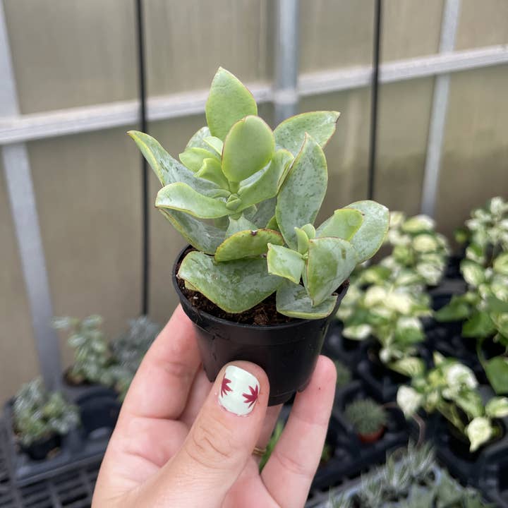 Thorsen's Greenhouse - Wholesale Succulent - Crassula Jade Plant - Assorted - 2" Live Plant4