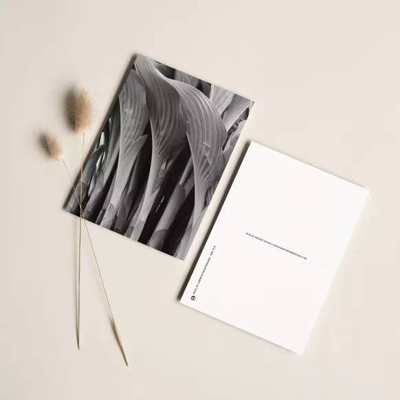 Carta fotografica A5 Hosta Plant per la vendita all'ingrosso da parte di In My Dreams Design