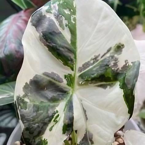 Alocasia "Regal Shields" "Albo" bonte TC Plantje | Zeldzame Kamerplant voor wholesale door OrchidBox