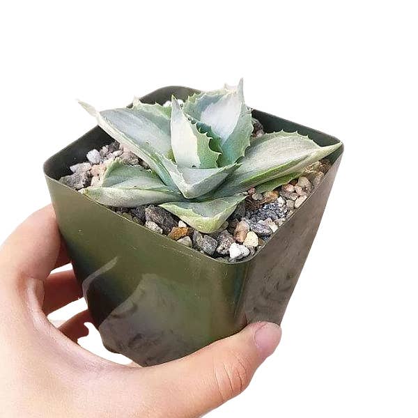 Best Plant Friend - Wholesale Succulent - Variegated Butterfly Agave - Live Succulents 3.5 inch Pot