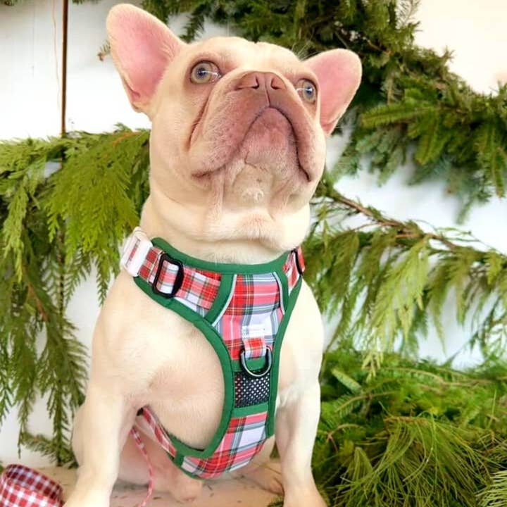 Beast & Buckle - Wholesale Pet Harness - Dog - Christmas Plaid No Pull Harness1