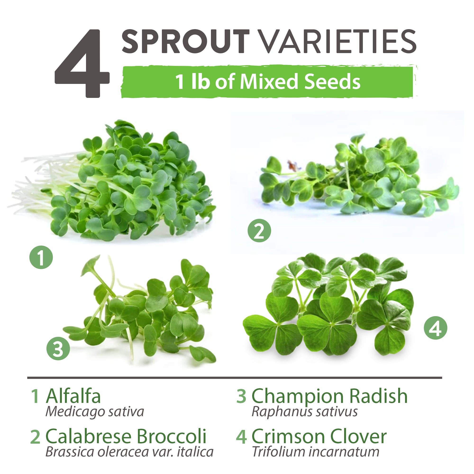 Homegrown Garden - Wholesale Plant Seeds - Sprouts and Microgreens Seeds Bulk Mix (16oz)9