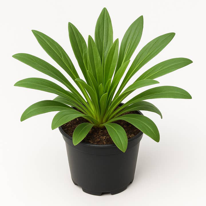 Wulfenia carinthiaca – Wulfenia – 6 plants – 30cm – Hardy perennial with blue flowers – Perennial & easy-care garden plant for beds, rock gardens & borders – Robust flowering perennial for sunny locations for wholesale by Oasis of Life