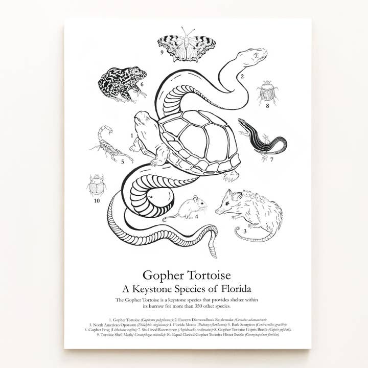 Gopher Tortoise: A Keystone Species of Florida for wholesale by Jess Vartanian Illustration & Design