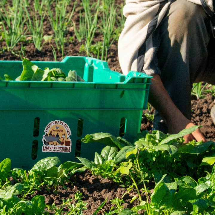 Little Traveling Llama - Wholesale Sticker - Chickens Everywhere Waterproof Vinyl Sticker2