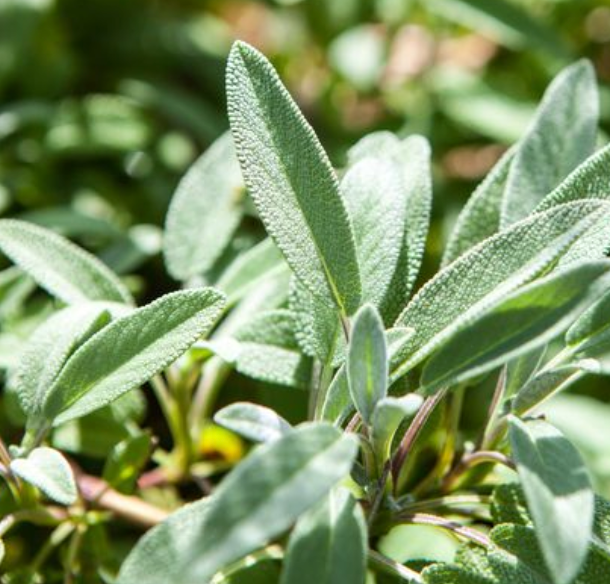 Little Veggie Patch Co – wholesale Frön – Salvia 'Common' Kulturarvsfrön3