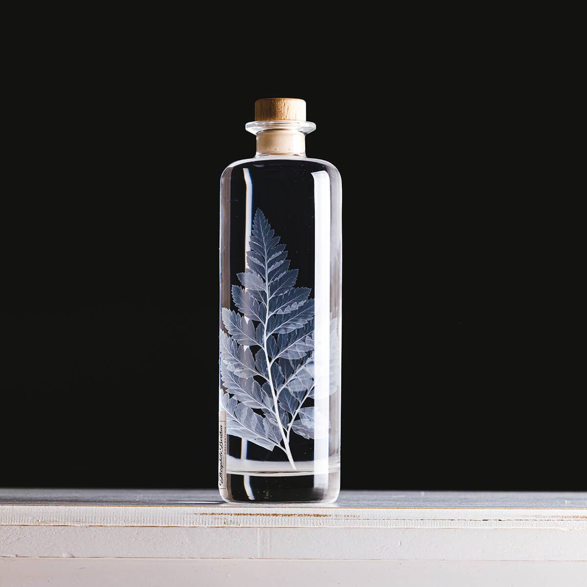 Theophile Berthon - Venta al por mayor Plantas naturales - Cuero blanco de helecho de herbario - planta sumergida3