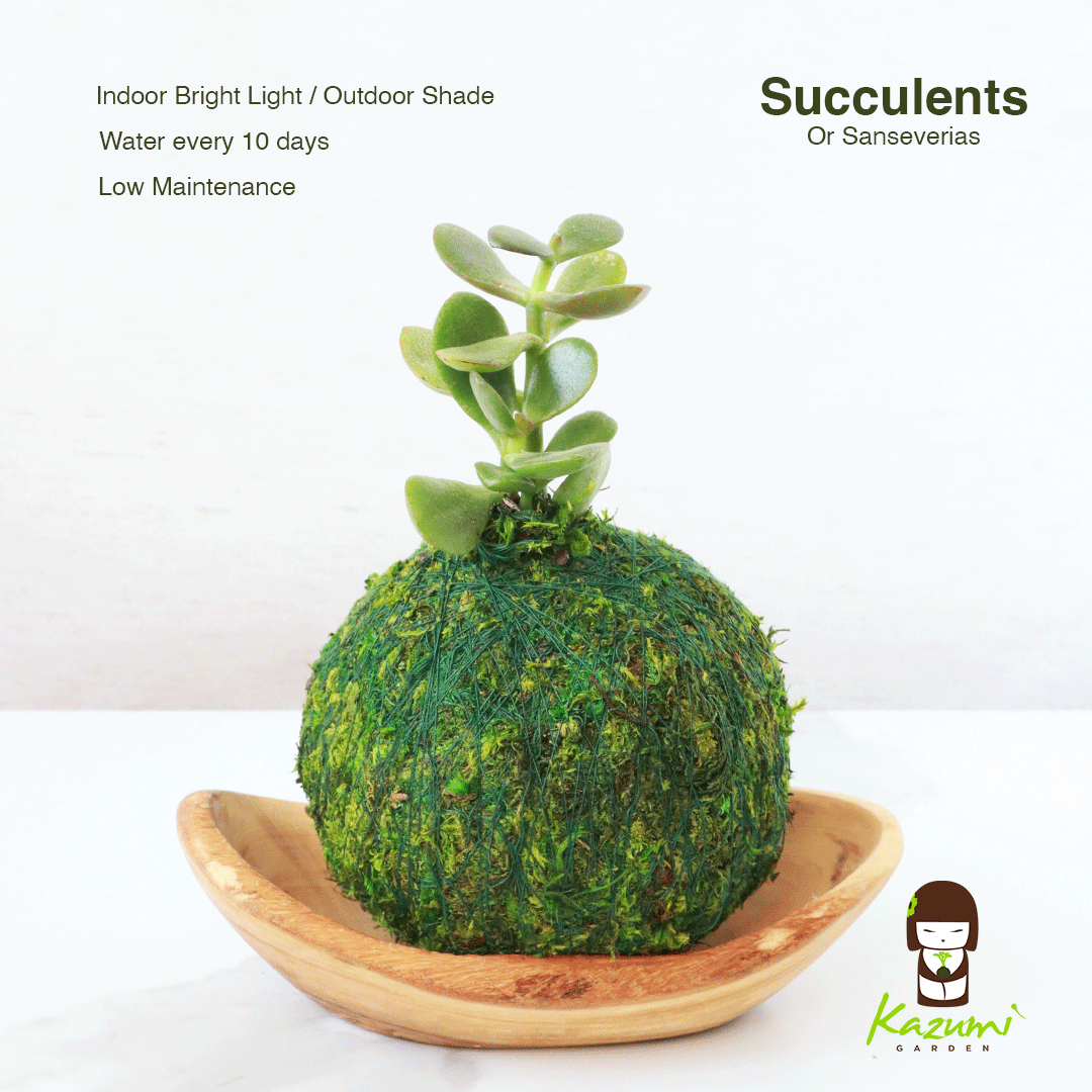 Kazumi Garden - Wholesale Live Plant - Mini Kokedama | Moss Ball Kokedamas2