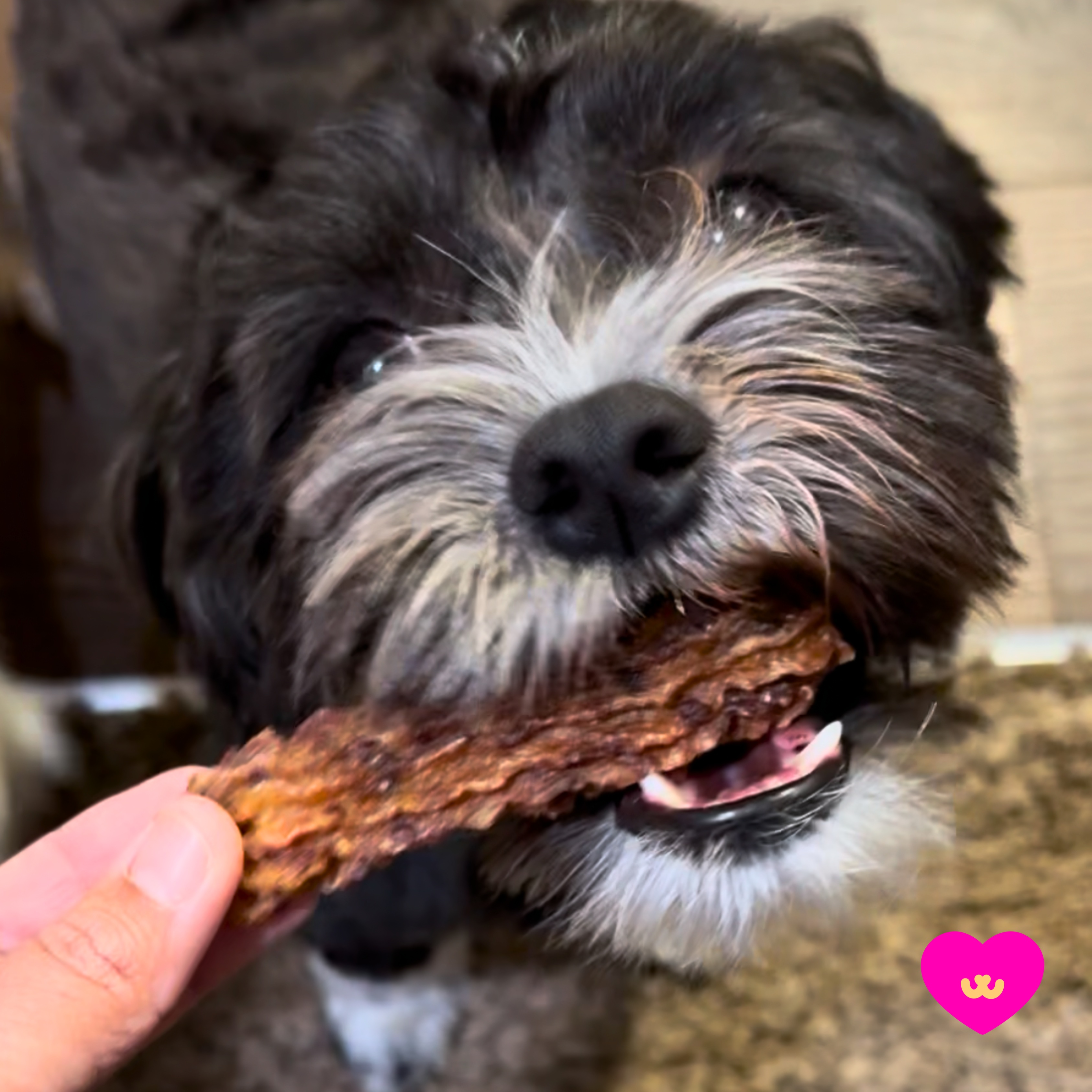 Owa Owa - Wholesale Pet Treats - Dog - Chewrros2