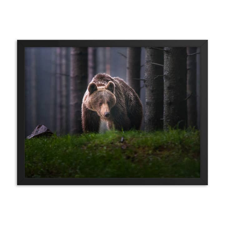 Brown Bear Caminhando através da Floresta Wildlife Arte com enquadramento fotográfico por atacado de Pipa Wall Art & Home Decor