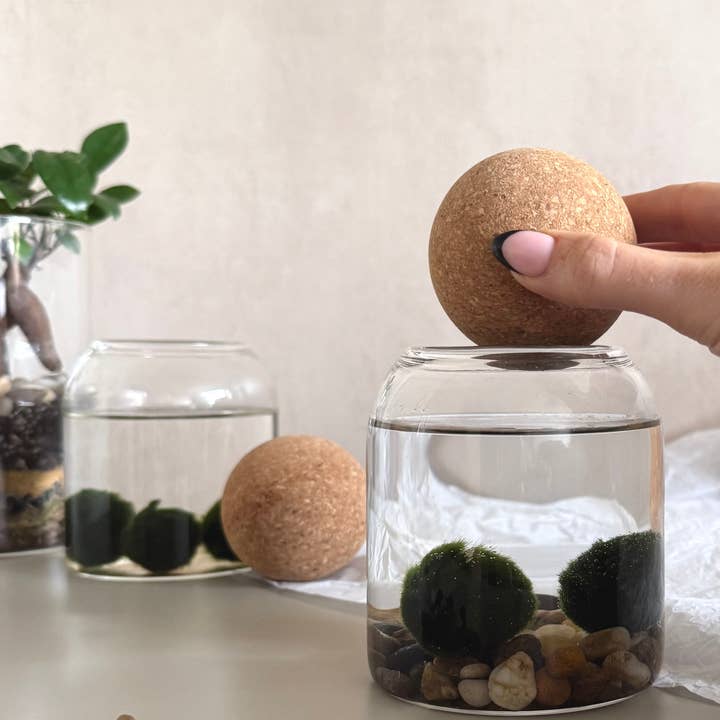 The Soil Pot – wholesale Live plant – Marimo Moss Ball Jar2
