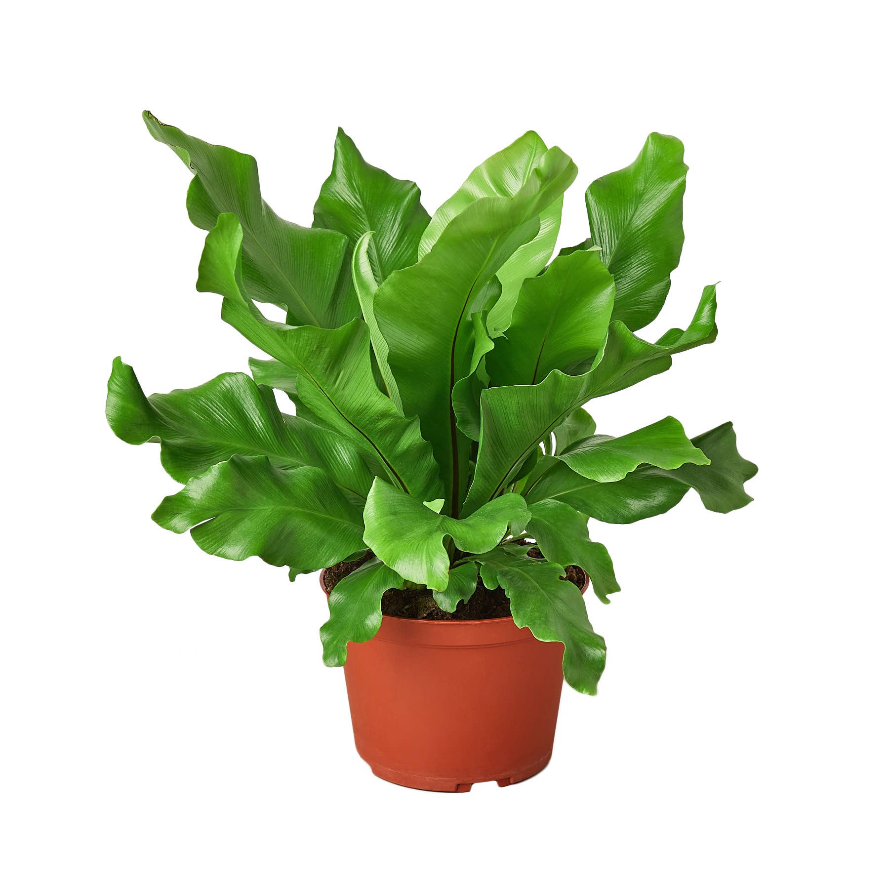 House Plant Wholesale - Wholesale Live Plant - FERN NIDUS 6-inch
