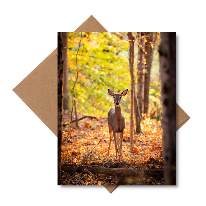 Carte de vœux avec photo « Autumn Deer » pour la vente par Andrea Morris Art