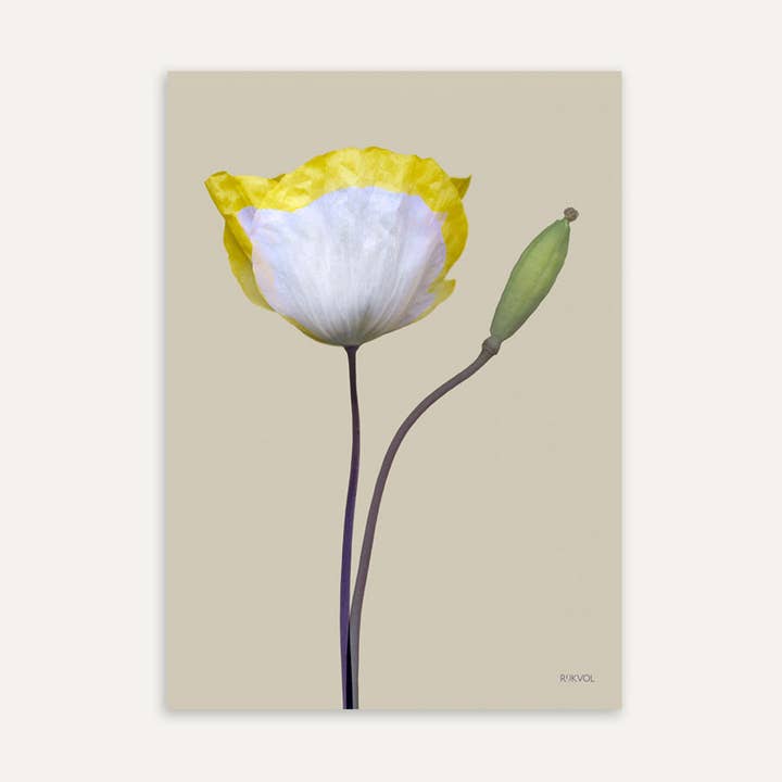 Poppy 02, A4 Blossom Print for wholesale by Rijkvol