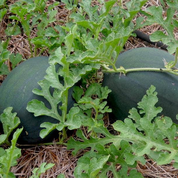 Sow True Seed - Wholesale Plant Seeds - Watermelon Seeds - Sugar Baby1